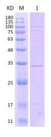 SDS-PAGE (RNASEH1-164H).jpg